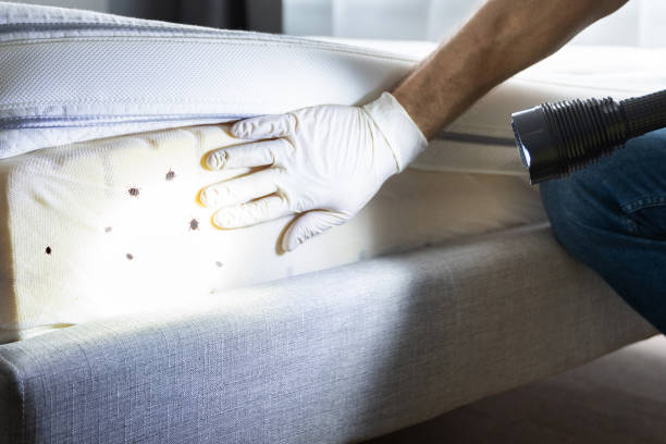 Best Termite Control Services  in Charleroi, PA