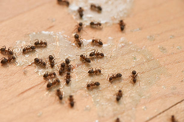 Professional Pest Control in Charleroi, PA